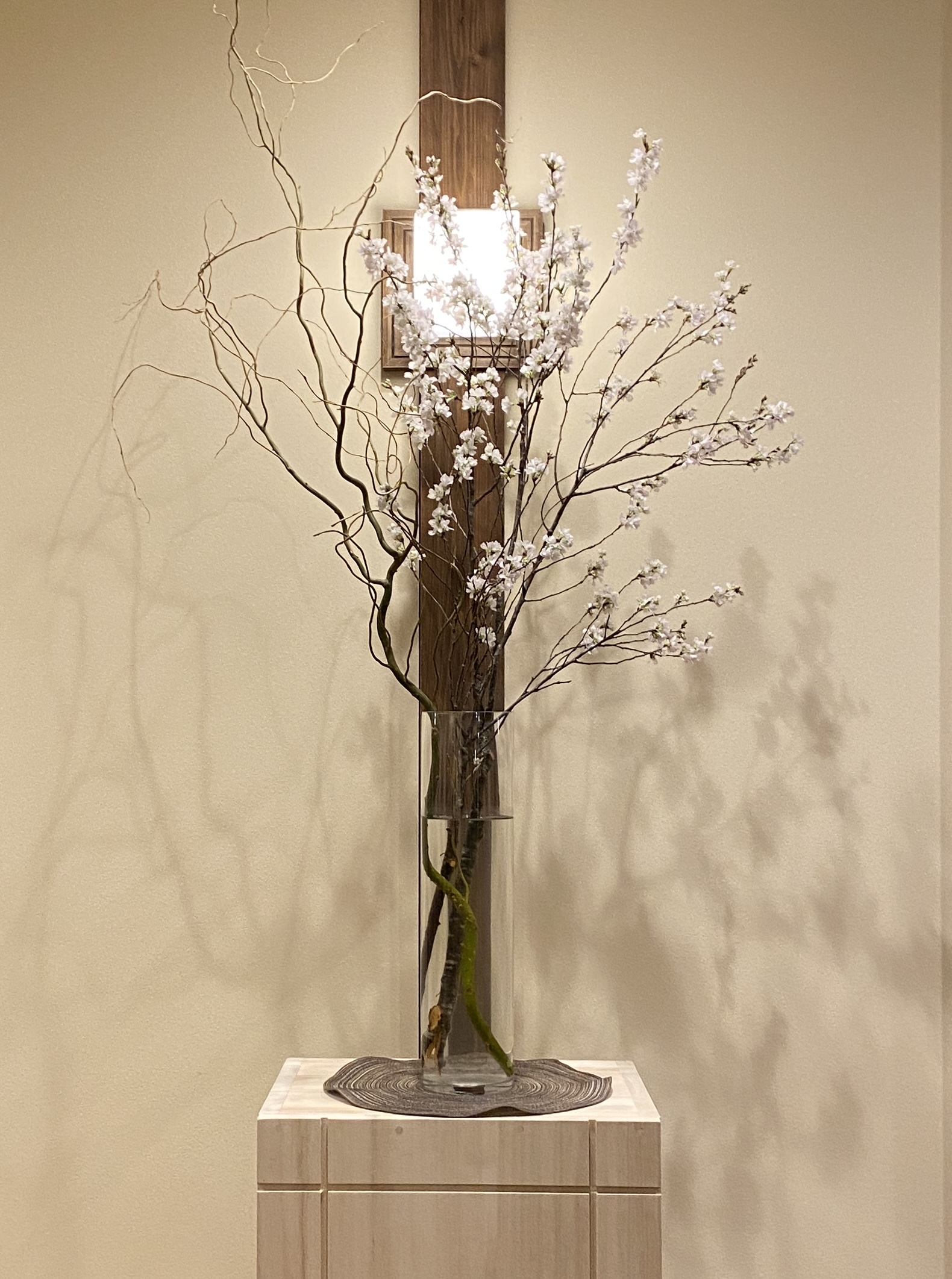 一足早く、桜が咲きました。